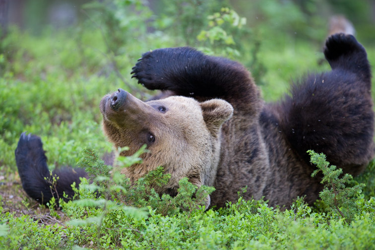 Brown bear Ursus arctos playfully rolling on forest floor. Finland. June 2008. 